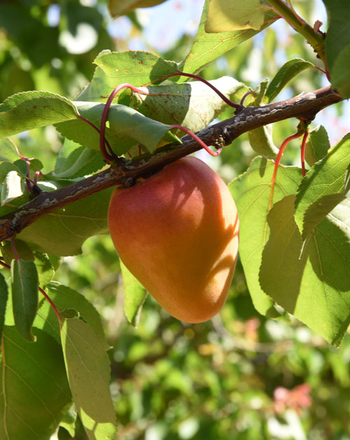 Giuseppe Murabito Apricots Lilly Cot